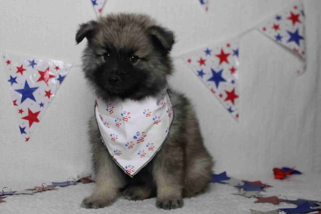 Keeshond Puppies media 4