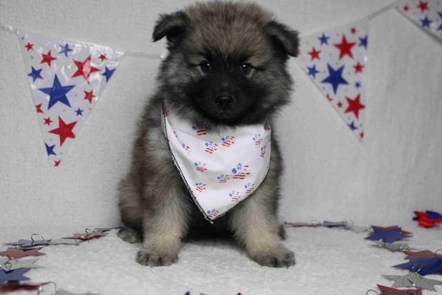 Keeshond Puppies media 5