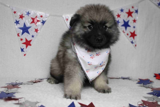 Keeshond Puppies media 6