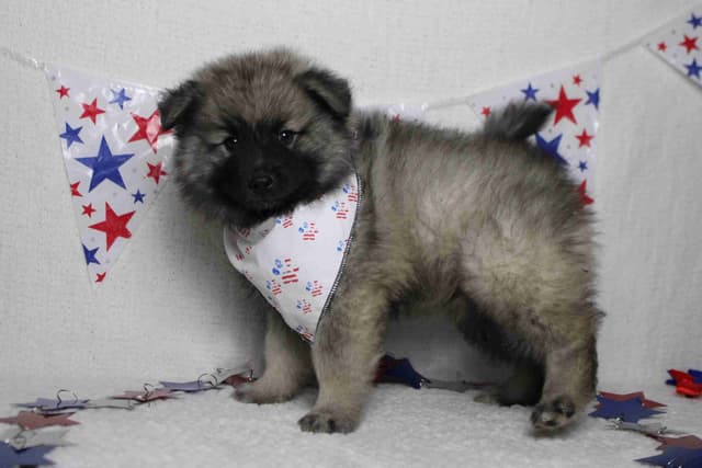 Keeshond Puppies media 7