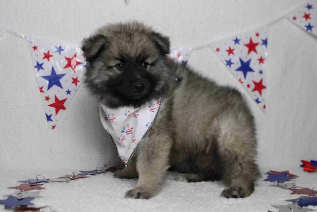 Keeshond Puppies media 8