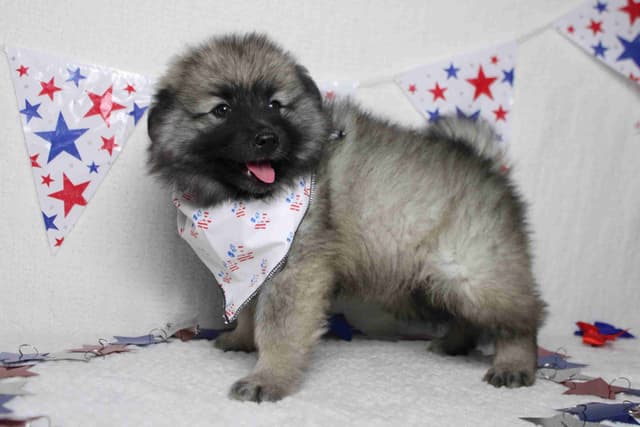 Keeshond Puppies media 9