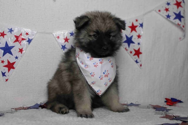Keeshond Puppies media 10