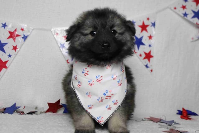 Keeshond Puppies media 12