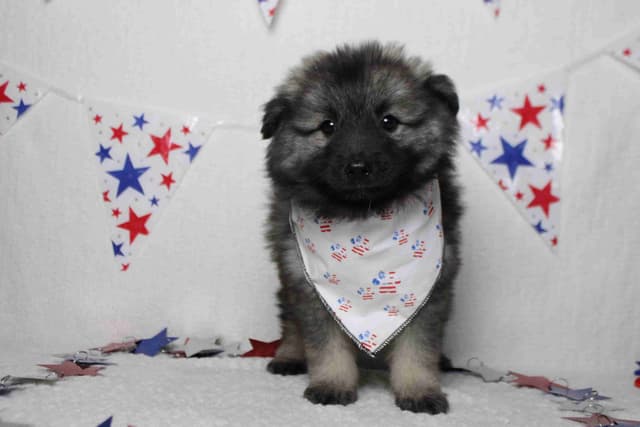 Keeshond Puppies media 13