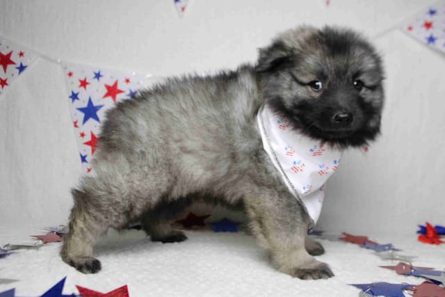 Keeshond Puppies media 15