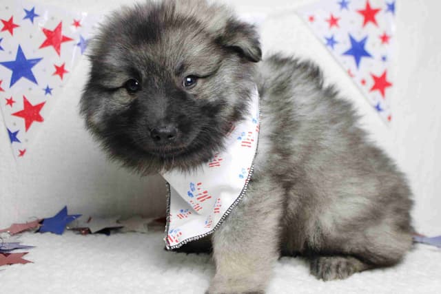 Keeshond Puppies media 16