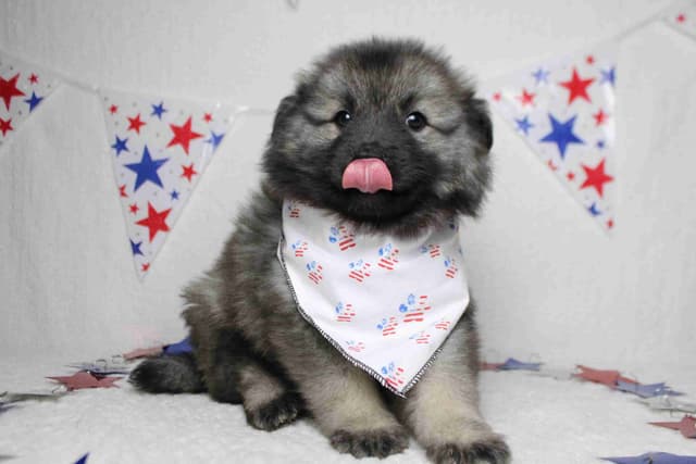 Keeshond Puppies media 17