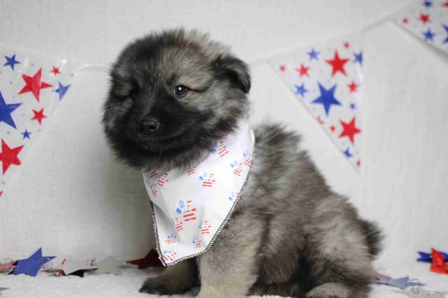 Keeshond Puppies media 18