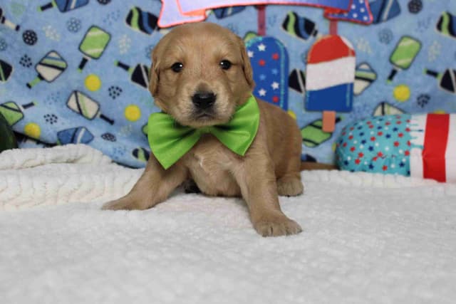 Golden Retriever Puppies media 2