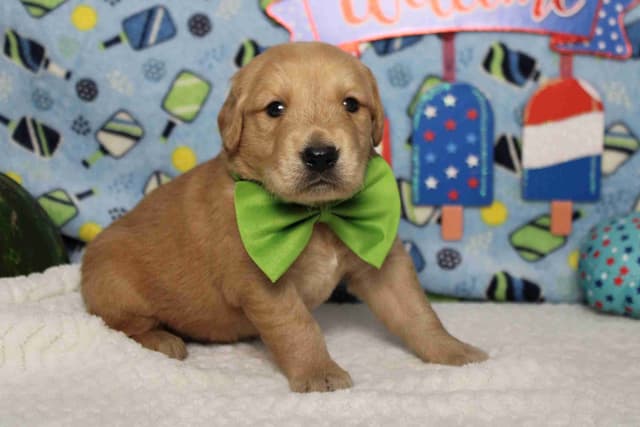 Golden Retriever Puppies media 3