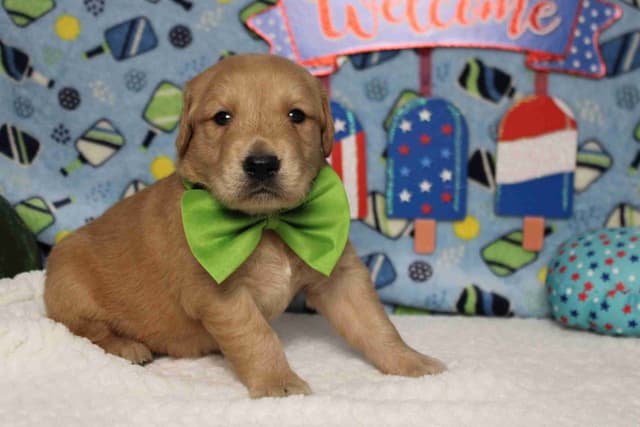 Golden Retriever Puppies media 4
