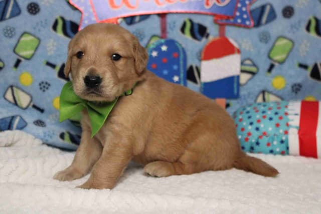 Golden Retriever Puppies media 5