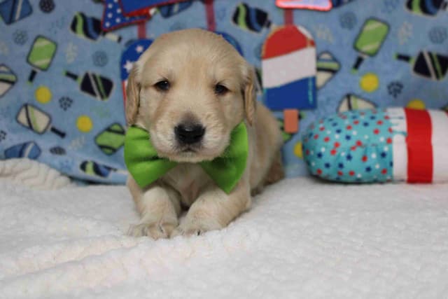 Golden Retriever Puppies media 6