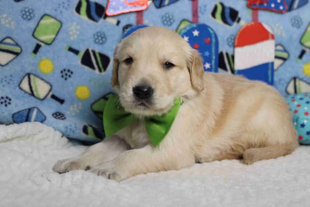 Golden Retriever Puppies media 8