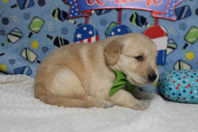Golden Retriever Puppies media 9