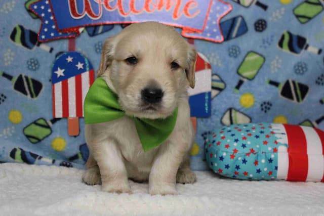 Golden Retriever Puppies media 10