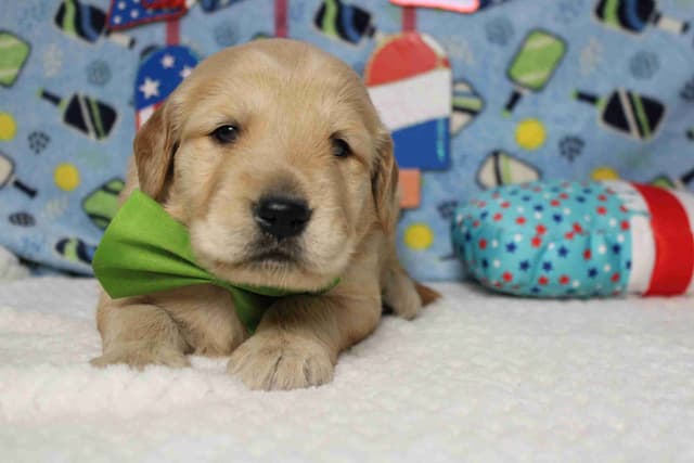 Golden Retriever Puppies media 11