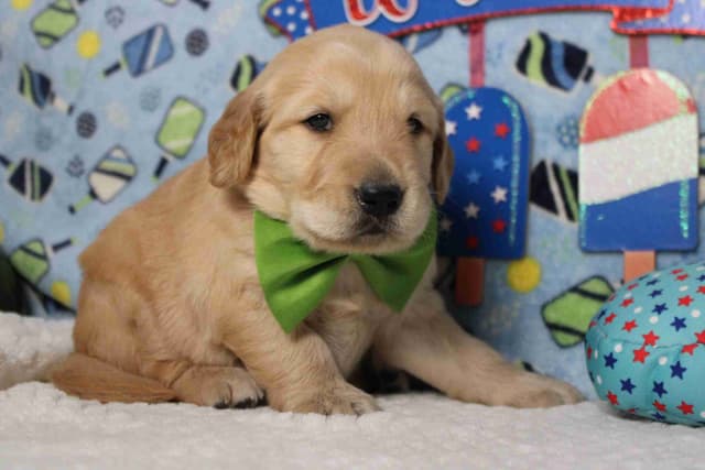 Golden Retriever Puppies media 12