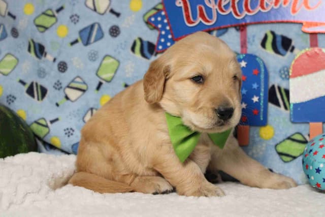 Golden Retriever Puppies media 13