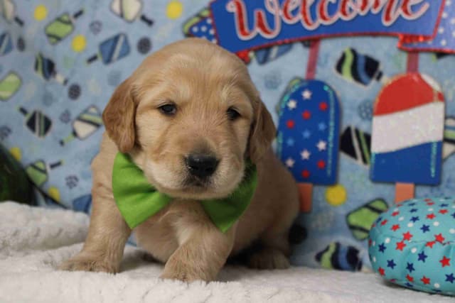Golden Retriever Puppies media 15