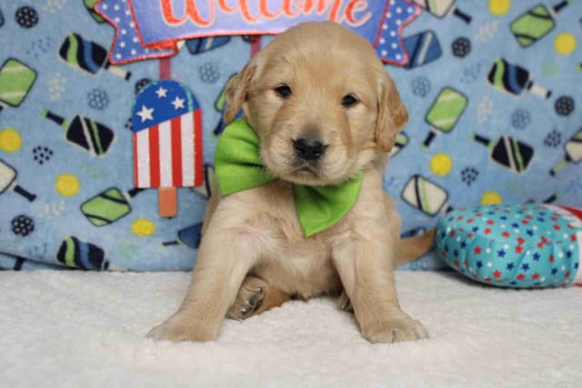 Golden Retriever Puppies media 16