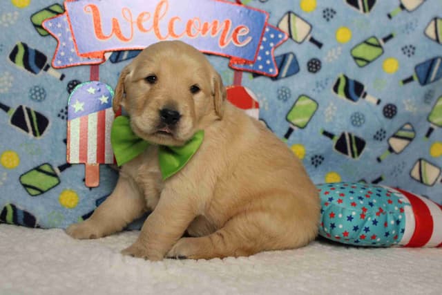 Golden Retriever Puppies media 17