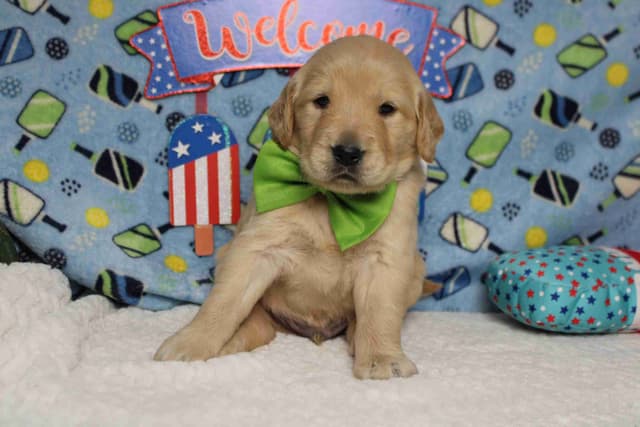 Golden Retriever Puppies media 19
