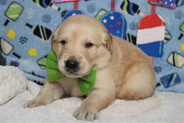 Golden Retriever Puppies media 21