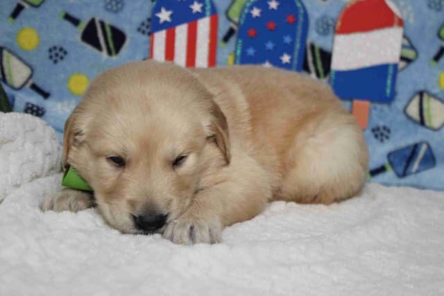 Golden Retriever Puppies media 22