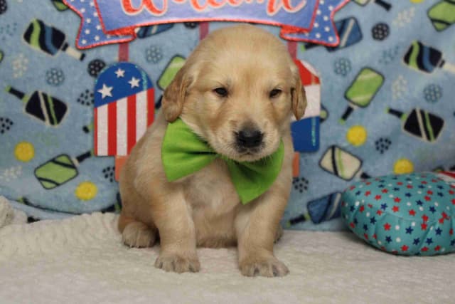 Golden Retriever Puppies media 23
