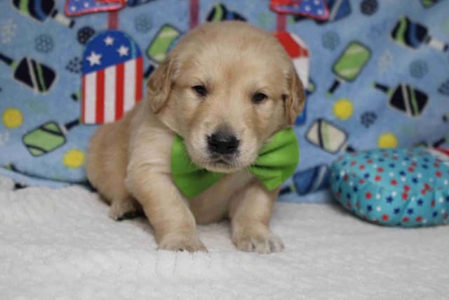 Golden Retriever Puppies media 24
