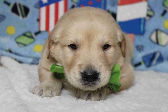 Golden Retriever Puppies media 25