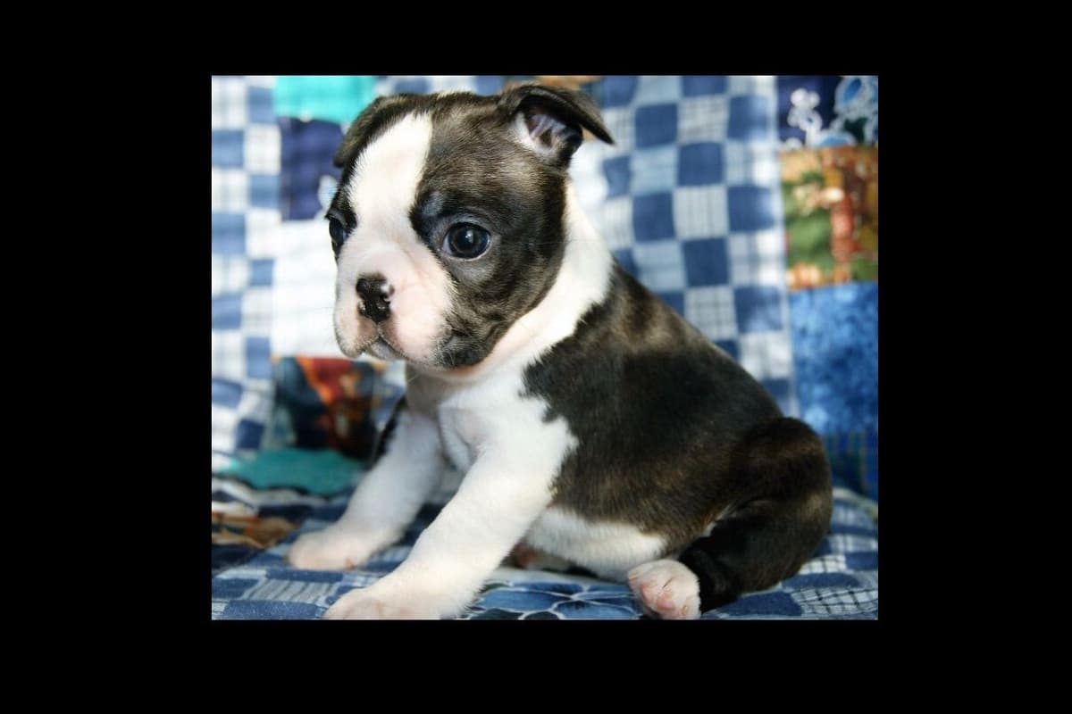 Boston Terrier Puppies breeder image 1