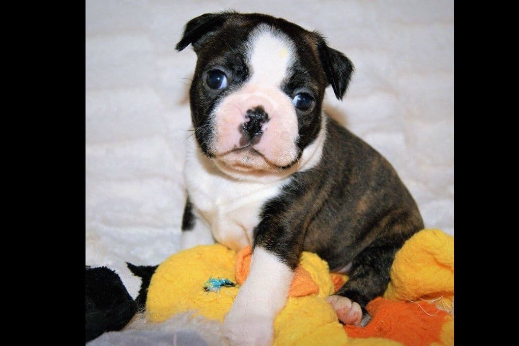 Boston Terrier Puppies breeder image 9