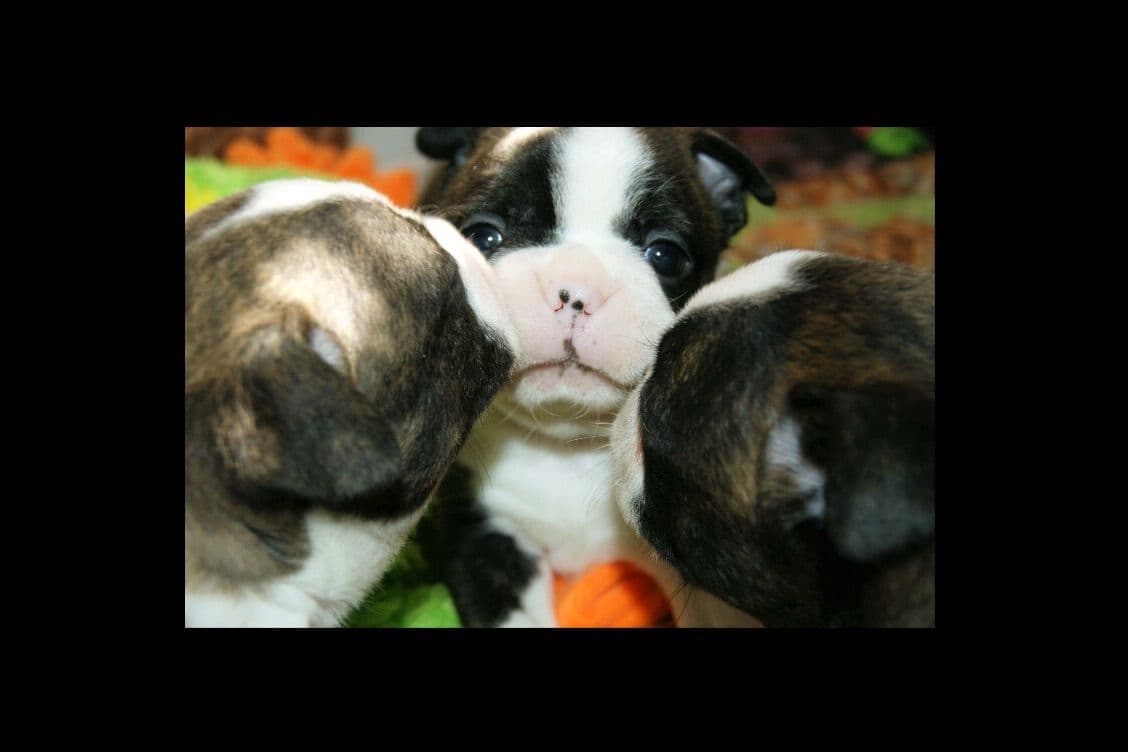 Boston Terrier Puppies breeder image 7