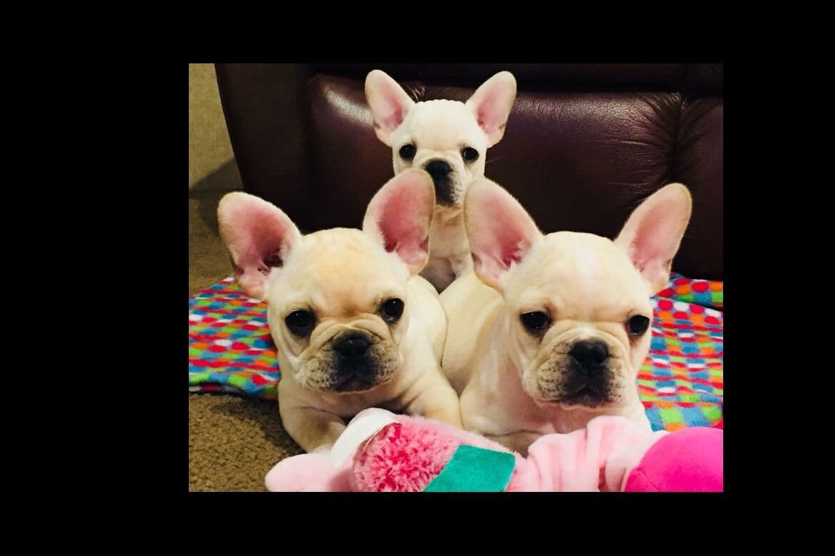 Boston Terrier Puppies breeder image 6