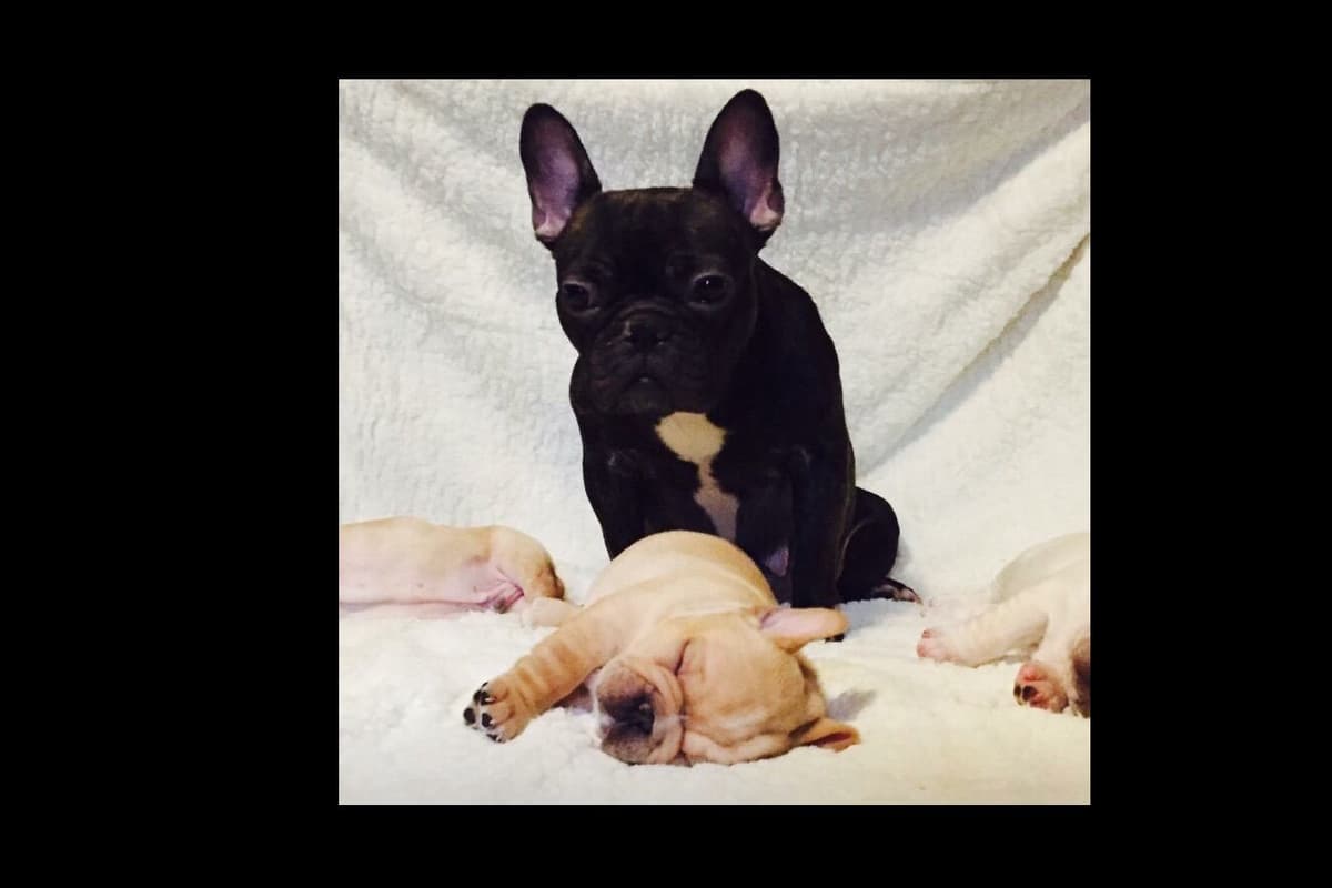 Boston Terrier Puppies breeder image 5