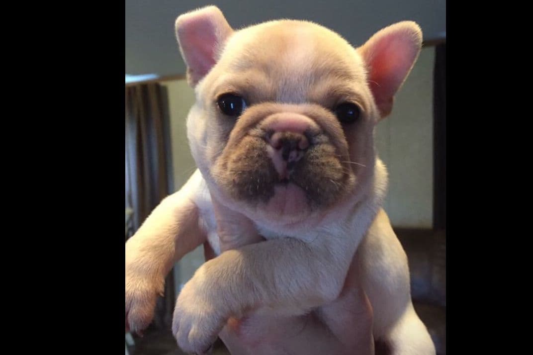 Boston Terrier Puppies breeder image 4