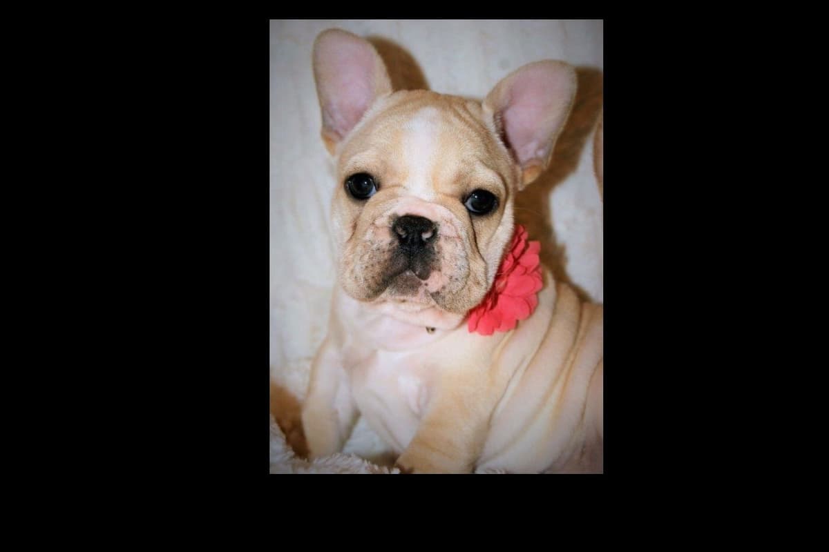Boston Terrier Puppies breeder image 3