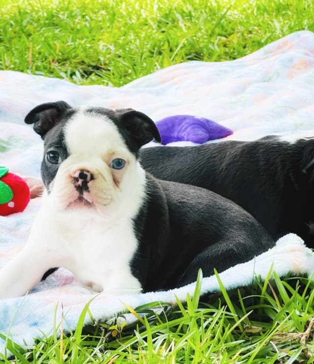 Boston Terrier Puppies media 3