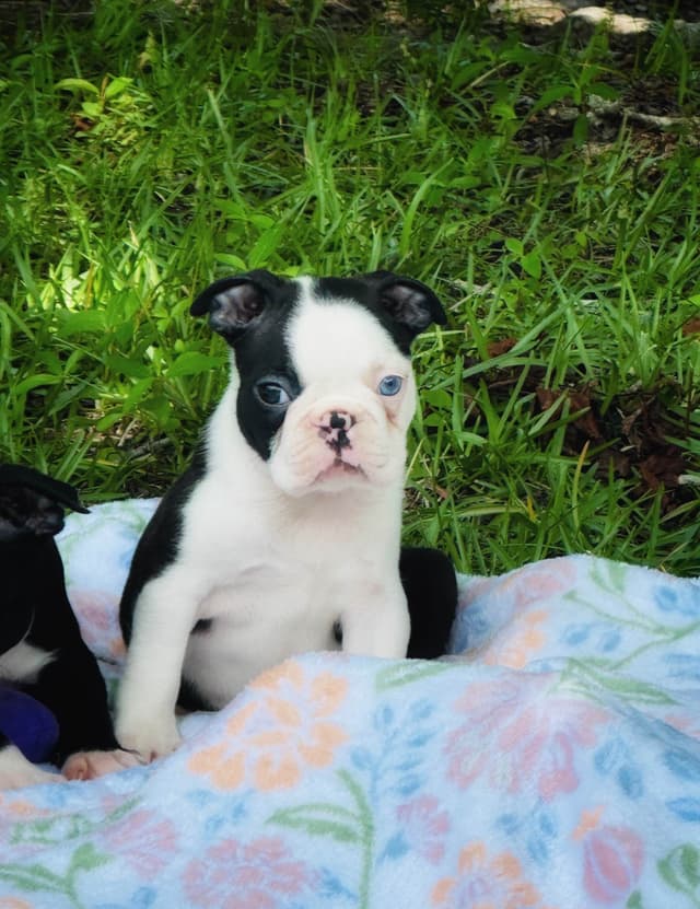 Boston Terrier Puppies media 4