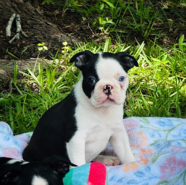 Boston Terrier Puppies media 5