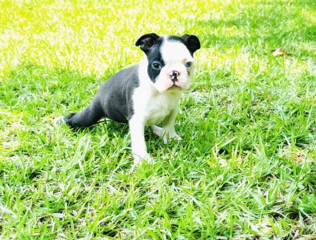 Boston Terrier Puppies media 7