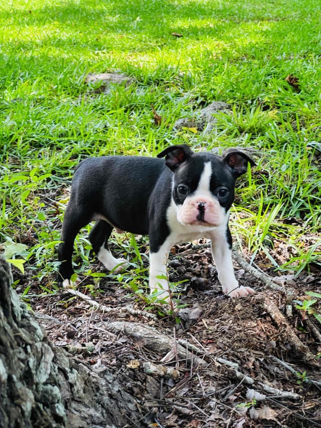 Boston Terrier Puppies media 8