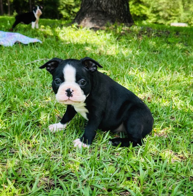Boston Terrier Puppies media 9