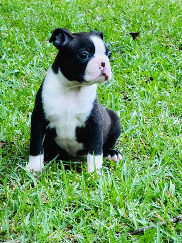 Boston Terrier Puppies media 11