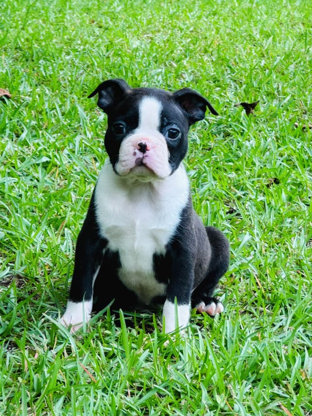 Boston Terrier Puppies media 12