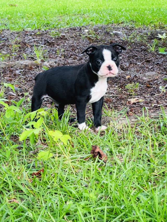 Boston Terrier Puppies media 13