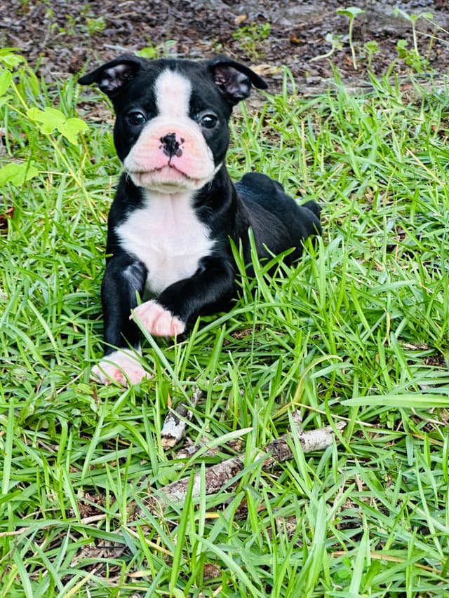 Boston Terrier Puppies media 14